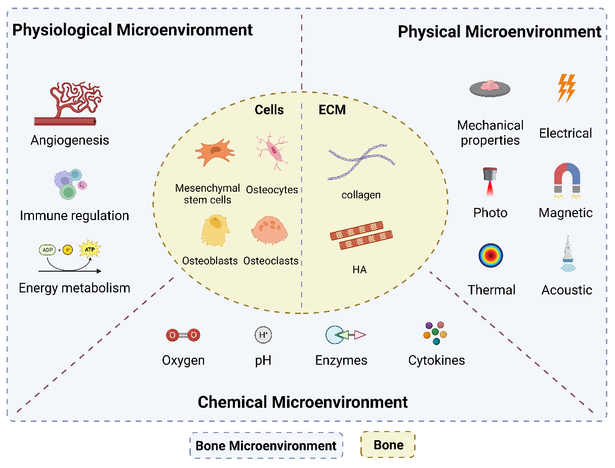 我院团队在材料学顶级期刊《Materials Today Bio》发表工程化构建骨微环境促骨再生新综述-上海大学转化医学研究院