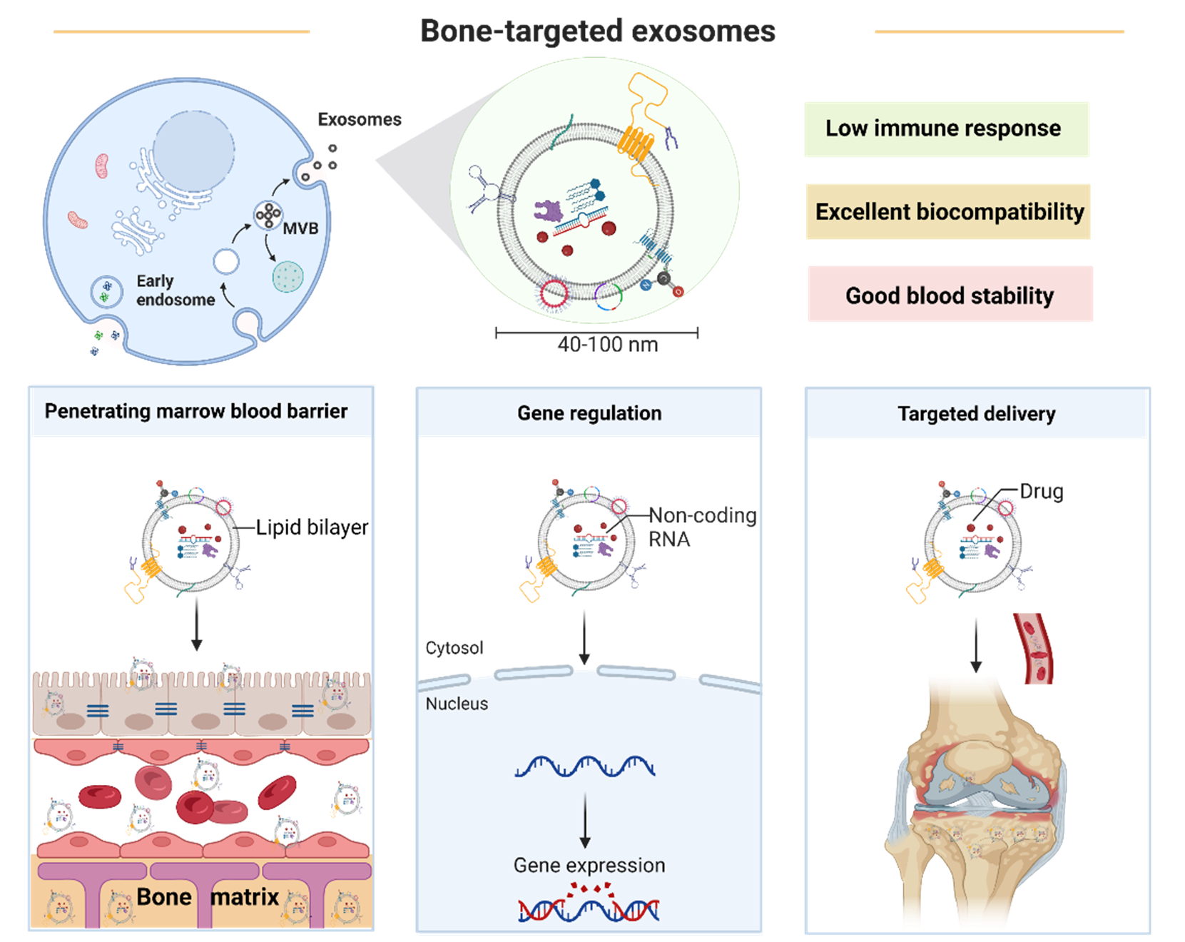 我院苏佳灿教授团队在材料学顶级期刊《Advanced Healthcare Materials》上发表了关于骨靶向外泌体的策略及应用的最新成果 ...